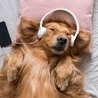 Слушать Музыка для собак - Путеводитель по лесу
