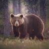 Слушать Настя Башманова - Русский медведь